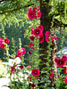 Allen > hollyhocks on grounds of Essex House
(KB)