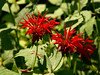 Allen > in the Essex House garden
(AC)