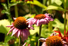 Allen > bee on coneflowers 
(AC)