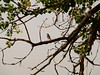 Allen > Unidentified bird in wildlife refuge in early morning. Identification anyone? This is August in Montana. 8/8. AB