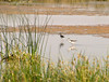 Allen > long-legged stilts in wildlife refuge near Malta, MT. 8/8. AC