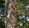 Allen > Paper birch trunk, with bark peeling off