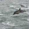 whale watch 2008 : 