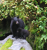 Bears, bears everywhere : 